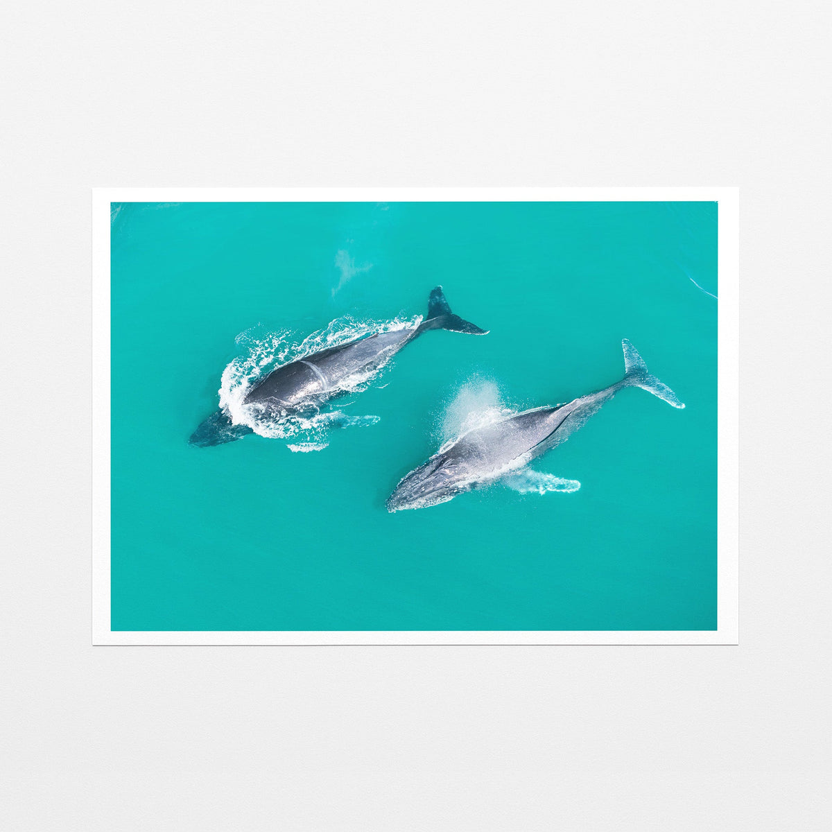 Snapper Rocks whales fine art paper print