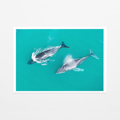 Snapper Rocks whales fine art paper print