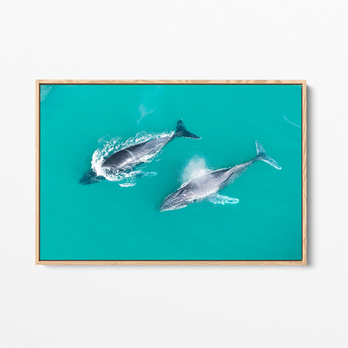 Snapper Rocks whales oak framed canvas