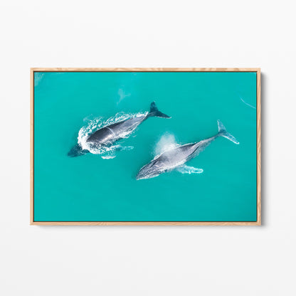 Snapper Rocks whales oak framed canvas