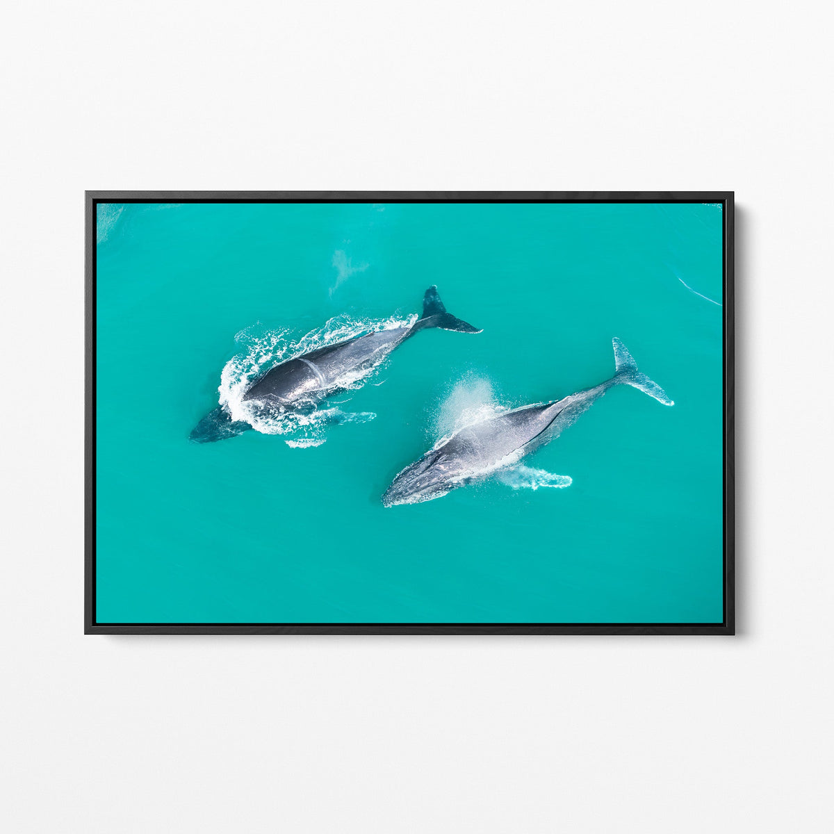 Snapper Rocks whales black framed canvas