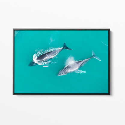 Snapper Rocks whales black framed canvas